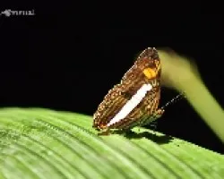 Mariposa