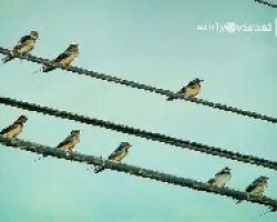 Repetidos