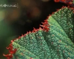 Textura de hoja