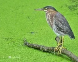 Green Heron