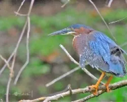 Green Heron