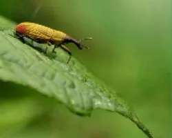 Insecto semilla de almendra