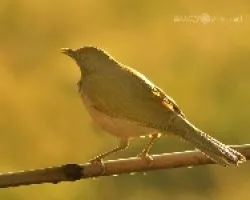 Turdus grayi