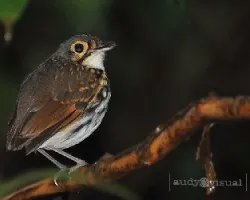 Hylopezus perspicillatus