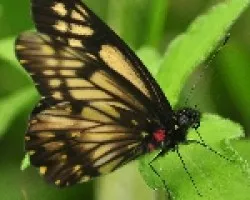 Mariposilla