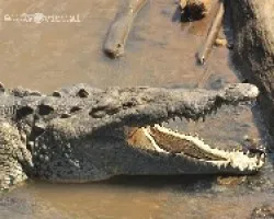 Cocodrilo a la distancia