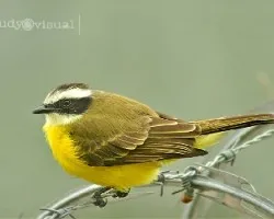 Myiozetetes similis