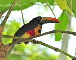 Pteroglossus frantzii, Cusingo