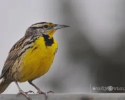 Sturnella magna