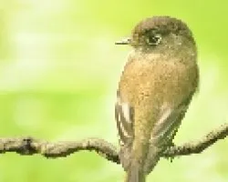Empidomax atriceps