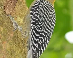 Carpintero de Hoffmann