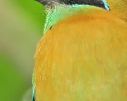 Retrato de un bobo