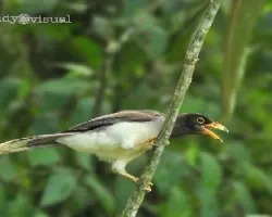 Piapia, urraca parda