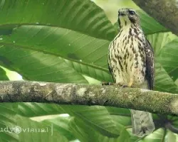 Buteo nitida