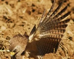 Gavilán buscando su presa(Roadside Hawk Buteo magnirostris)