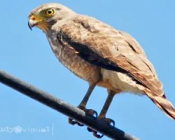 Buteo magnirostris
