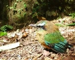 Eumomota superciliosa