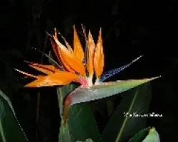 Strelitzia ( Ave del paraiso )