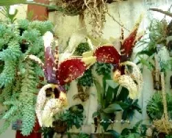 Stanhopea tigrina o ( Torito )