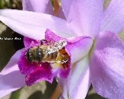 Polinizando a una Laelia anceps