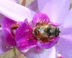 Pilinizando a una Laelia anceps.
