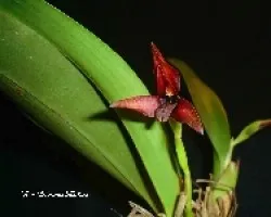 Maxillaria cucullata