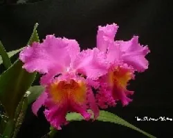 Cattleya 