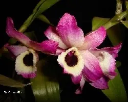 Dendrobium nobile