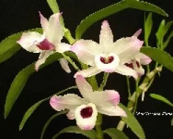Dendrobium nobile