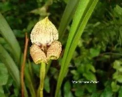 Trigonidium egertonianum
