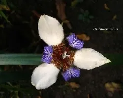 Neomarica gracilis