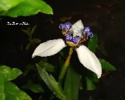 Neomarica gracilis