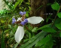 Neomarica gracilis