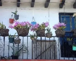 Orquideas en el balcon