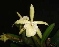 Rhyncholaelia despues de la lluvia