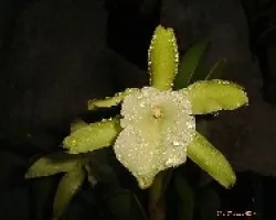 Rhyncholaelia despues de la lluvia