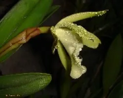 Rhyncholaelia despues de la lluvia