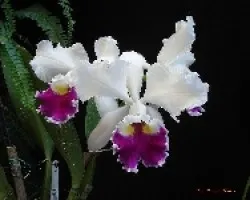 Cattleya hibrido