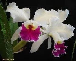 Cattleya hibrido