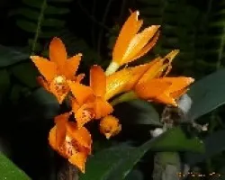Czttleya aurantiaca