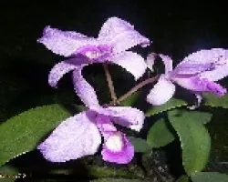 Guarianthe skinneri