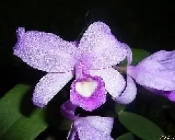 Guarianthe skinneri