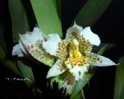 Rhynchostele aptera