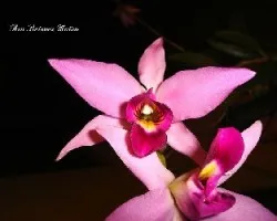 Laelia anceps subsp dauwsonii f. chilapensis ( nativa de Chilap guerrero  )