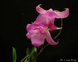 Laelia furfuracea