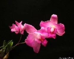 Laelia furfuracea