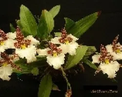 Rhynchostele rossii