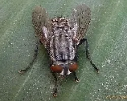 Mosca