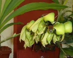 Polinizada