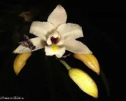 Laelia albida